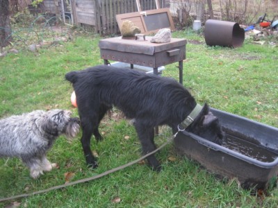 IMG_0945.JPG (158.4 КБ) 2897 просмотров пьёт как Тёма когда-то(