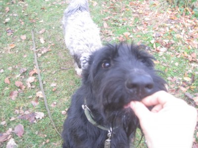 IMG_0949.JPG (150.14 КБ) 2896 просмотров Едим на улице баранки..Берёт очень нежно))