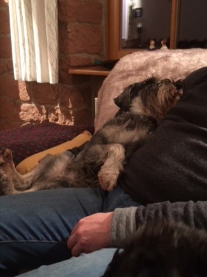 a5ceb9618bc3.jpg (56.54 КБ) 4722 просмотра Я-то его уже люблю)) и нам вместе хорошо на диване))!!