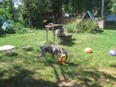 IMG_1435.JPG (186.53 КБ) 4256 просмотров Тася начала играть)))