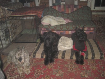 IMG_1711.JPG (112.06 КБ) 3315 просмотров Так мы ждём еду)))) как вам??)