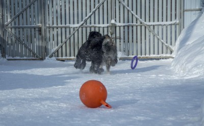 AZpy_omylUA.jpg (109.34 КБ) 11715 просмотров Первым прибежит Шкипер, а доставать будет Тёма))