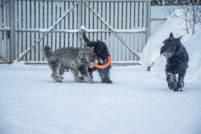 GqqlUXCJtfY.jpg (110.33 КБ) 11720 просмотров Двое дерутся - третий не лезь..Мудрый Данька))