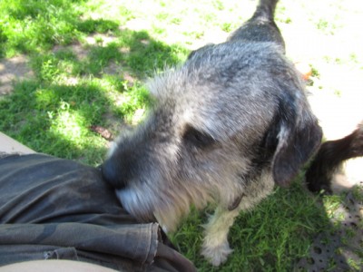 IMG_4224.JPG (146.52 КБ) 5022 просмотра в кармане баранки)) Джой пытается их скушать через ткань))