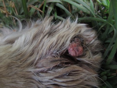 IMG_4482.JPG (135.47 КБ) 22645 просмотров правая передняя((