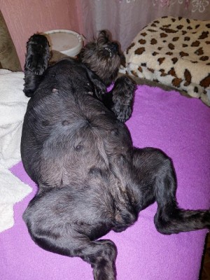 320514664_697384761773293_3461387171237541688_n.jpg (154.63 КБ) 33544 просмотра И маленькая мерзкая Нанзя (текст авторский) )))