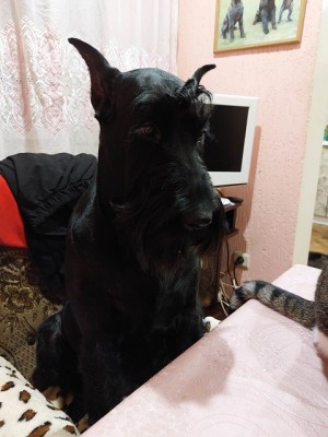 320694885_5443464209116406_6023720062586242881_n.jpg (108.67 КБ) 33544 просмотра Горгона