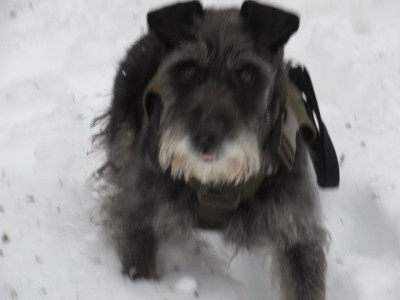 IMG_6025.JPG (84.52 КБ) 4740 просмотров Дратути)))