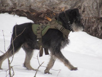 IMG_6098.JPG (118.34 КБ) 4740 просмотров Красавчик!!!