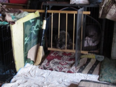 IMG_6409.JPG (124.16 КБ) 3687 просмотров Филя вынужденно изображает узника замка Иф...просто хочу спокойно позавтракать))