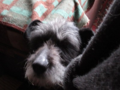 IMG_6411.JPG (104.38 КБ) 3687 просмотров Бонька шхерится за моим стулом))