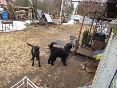 IMG_7220.JPG (198.46 КБ) 5583 просмотра В ожидании прогулки)))