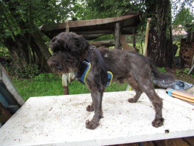 IMG_8532.JPG (168.34 КБ) 11059 просмотров вот что удалось выковырять из комкагрязной шерсти