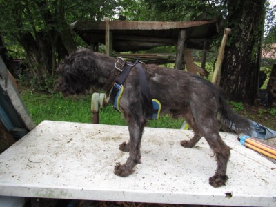 IMG_8535.JPG (165.13 КБ) 11059 просмотров голова и уши в шрамах