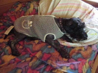 IMG_8549.JPG (133.98 КБ) 9238 просмотров такой вот милый и трогательный)))