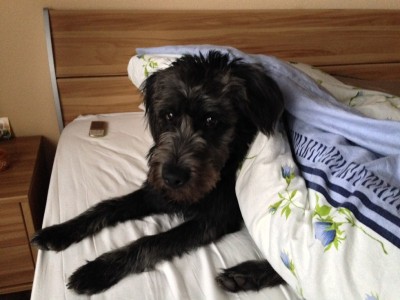 IMG_5744.JPG (221.92 КБ) 7605 просмотров Видимо, искала меня под одеялом...