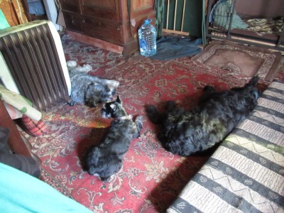 IMG_8711.JPG (180.36 КБ) 25775 просмотров и вот уже в стае)))