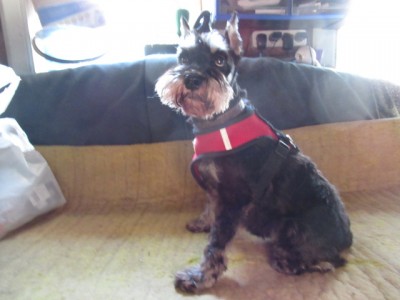 IMG_8713.JPG (104.88 КБ) 24613 просмотров Ну вот очень милая принцесса)))