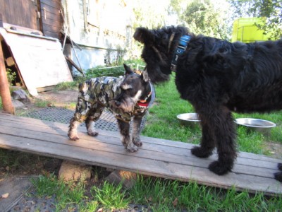 IMG_8728.JPG (169.73 КБ) 24613 просмотров Не расстраивайся,тебе идёт))) Мне вот совсем ничего не купили....кроме шлейки...