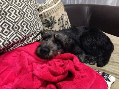 IMG_5948.JPG (226.22 КБ) 7598 просмотров Супер-компактная собака