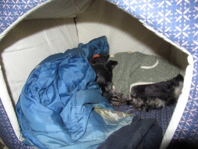 IMG_8769.JPG (147.98 КБ) 23453 просмотра На ночь вьём гнездо и надеваем пижамку))