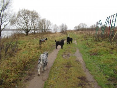 IMG_9125.JPG (146.53 КБ) 7250 просмотров Оклик-Чапа!Очень послушная девочка, если на горизонте нет яблок))!