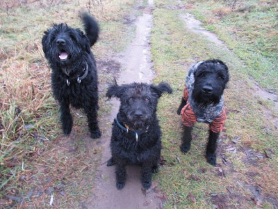 IMG_9130.JPG (191.9 КБ) 7250 просмотров Выполнение команды "ко мне"