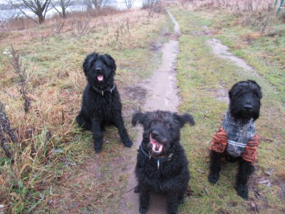 IMG_9134.JPG (206.35 КБ) 7250 просмотров Баранок хочется...всегда))