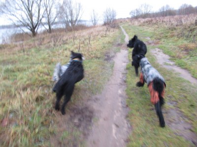 IMG_9139.JPG (144.98 КБ) 7250 просмотров Режим прогулки-"Престо"!))