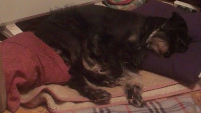 марс.jpg (107.16 КБ) 6729 просмотров Счастливый пёсин сон! Умаялся.