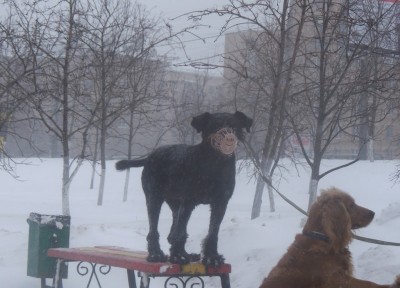 Джесси любит запрыгивать на лавочки