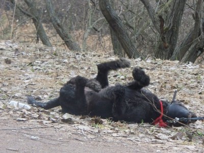 Вот что вытворяет наша чистюля на улице