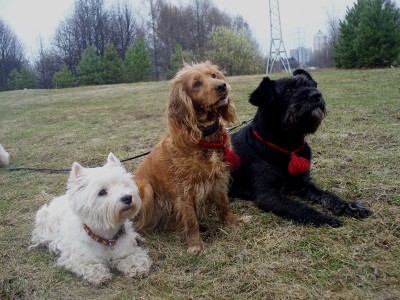 Профилактическая беседа, как надо вести в обществе