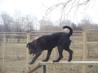 По бревну тоже любит бегать, а вот перепрыгивать препятствия, ни в какую не хочет