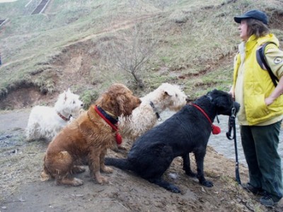 На команду одной собаке сидеть, прибегает вся стая