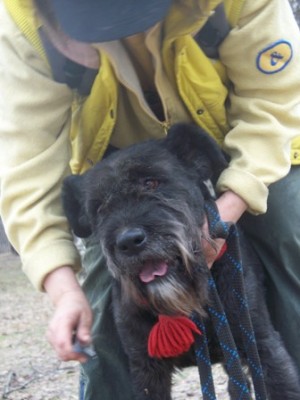 Он сам начал (залаял), ну не ругай меня