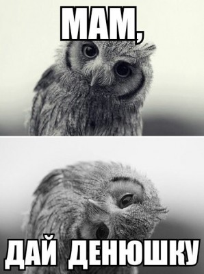 дай.jpg