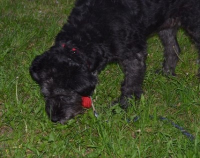 Джесси на выпасе.