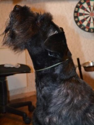 вылитый шнау.JPG