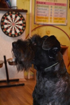 красавица Джесси.JPG