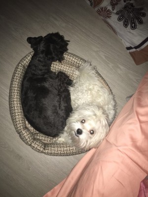 IMG_0639.JPG (159.51 КБ) 5645 просмотров инь и янь