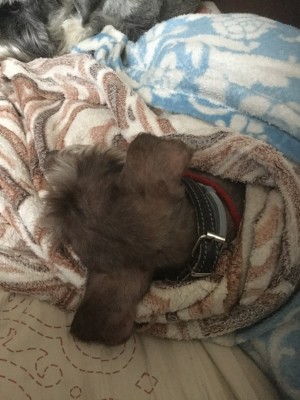 vC3CsPtNzkY.jpg (177.52 КБ) 6606 просмотров Спит, укутавшись в теплый плед на диване