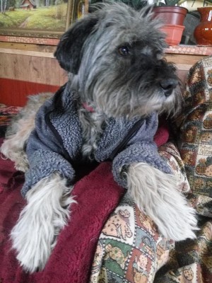 45992145_557437574704577_8127835130728284160_n.jpg (118.8 КБ) 4686 просмотров Это Цезарь сегодня.