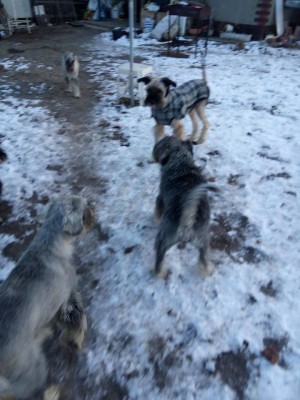 46482983_548783232232288_938345655758225408_n.jpg (87.52 КБ) 5270 просмотров Домашнее фото с прогулки.Осваивается .С Греем порыкивают друг на друга слегка.