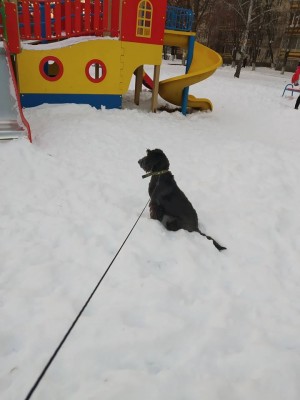 47236680_196906124581011_5265518317350682624_n.jpg (46.85 КБ) 3449 просмотров Мира на прогулке