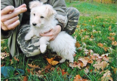 сканирование0017.jpg (234.54 КБ) 2188 просмотров сканирование0017.jpg