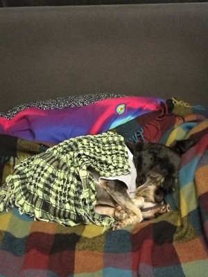 E-mIp9mhIh8.jpg (126.84 КБ) 3290 просмотров Фиджи спит