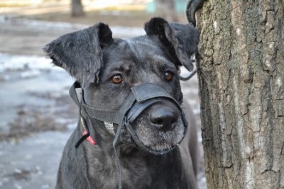 Джесси 1 марта 2014 года.JPG