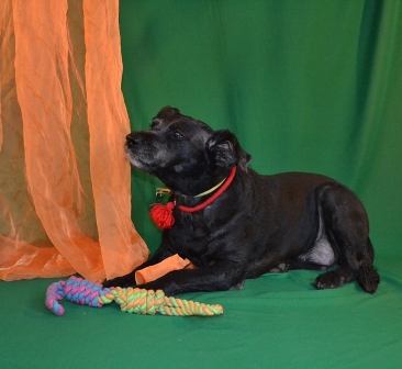 Джесси хочет Домой....JPG