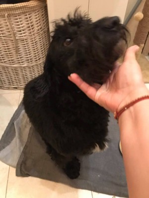 57435708_2301745449846801_8913527207721172992_n.jpg (68.49 КБ) 2493 просмотра Элли у Наташи перед отъездом.